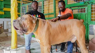 A visit to Man's Bestie Kennel | The Boerboel breeder who has incredible love for huge dogs