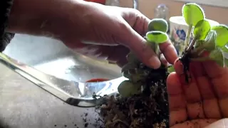 PROPAGATING African violets from a leaf-SEPARATING THE BABIES.