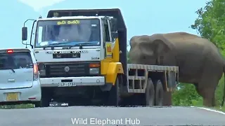 A truck driver attempts to remove a wild elephant from the road