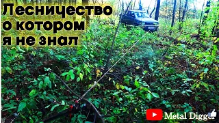 Лесничество в котором никто до меня не копал чермет