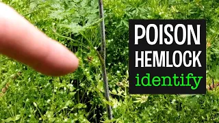 Poison Hemlock Identification // 5 TIPS to identify Poison Hemlock