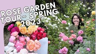 Enjoy the first flush of roses with me in the garden~ David Austin Rose Garden Tour Spring 2023