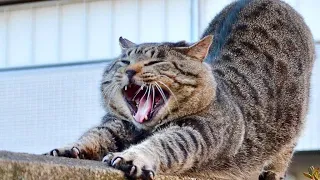 😂 Funniest Cats and Dogs Videos 😺🐶 || 🥰😹 Hilarious Animal Compilation №157