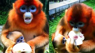 Cute golden snub-nosed monkey eating food-EP.16 [ Shorts Video New ]