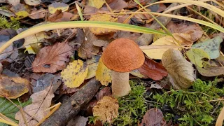 8 ноября 2023 г. В лес за грибами и болталка . Откровения. Сбор грибов  в Баварии