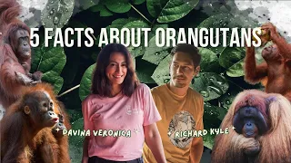 5 FACTS ABOUT ORANGUTANS