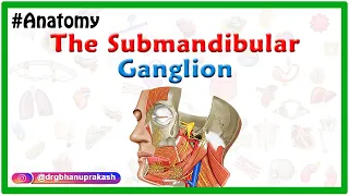 The submandibular ganglion - Animated Gross anatomy of head and neck