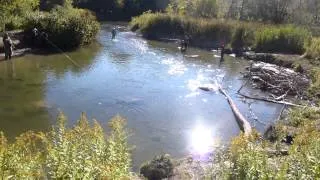 Hot Spot - massive Bowmanville Creek Salmon Run