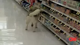 Shoplifting DOG Apologizes ! | Canine Returns To Scene Of Crime | KSL-TV