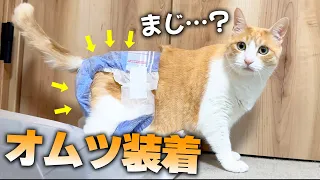 おしっこを撒き散らす猫にオムツを装着してもらうことにしました。