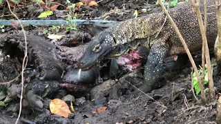 small komodo eats big pig carcass #komodonationalpark #amazing #eatingalone #eatingshow #komodo