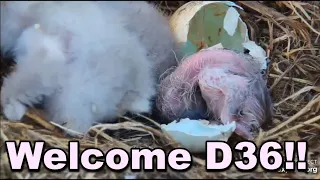 Decorah Eagles Welcome D36!! Congrats Mom & DM2