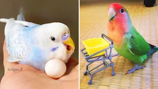 Baby Animals 🔴 Funny Parrots and Cute Birds Compilation (2022) Loros Adorables Recopilación #39