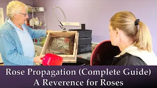 🌹 Rose Propagation Guide from A Reverence for Roses to Grow Roses from Cuttings