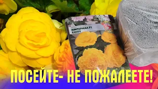 ЛЮБИМОЕ РАСТЕНИЕ! Показываю как ПРАВИЛЬНО ПОСЕЯТЬ БЕГОНИЮ