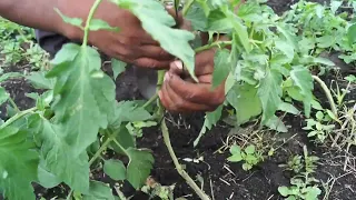Tutoreo y deshije en tomate