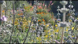 California Native Garden Design Online Workshop Sept 2020