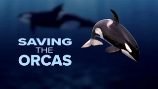SAVING THE ORCAS: How pollution is impacting Southern Resident killer whales