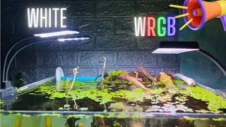 Compare the effects of white LEDs and WRGB LEDs in aquariums