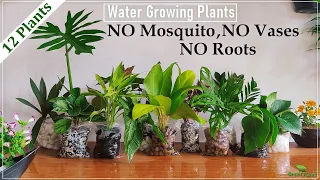 How to Grow 10 Plants in Water without mosquitoes | Water Garden -Water Growing Plants//GREEN PLANTS