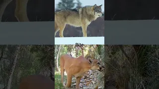 Gray Wolf vs Cougar #shorts