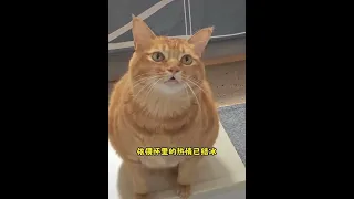 THE CHINESE SINGING CAT WISH YOU A MERRY CHRISTMAS #singingcat