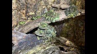 Vietnamese Mossy Frog rehouse and build , time for a new enclosure