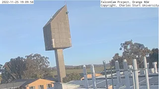 FalconCam 2022 11 25 Indigo chases adults