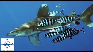 2022 Fatal Shark Attack Egypt