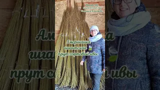 Американка гигантская живой прут ивы для плетения #плетение #сортоваяива #лоза #ива #тверскаяива