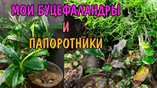 МОИ БУЦЕФАЛАНДРЫ И ПАПОРОТНИКИ