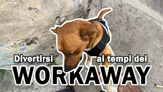 TENERIFE 2021 - Workaway Non è solo duro Lavoro