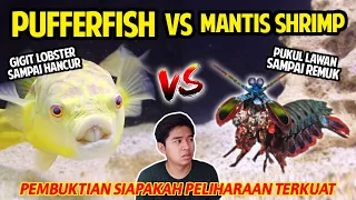 FAHAKA PUFFERFISH VS PEACOCK MANTIS SHRIMP! GIGITAN TERKUAT PUKULAN TERKERAS! SAMPAI HANCUR REMUK!