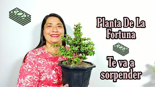 JADE Monedita PLANTA de la FORTUNA, todo sobre ella.