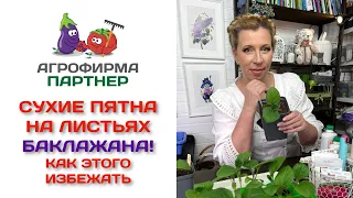 Сухие пятна на листьях баклажана! Как этого избежать