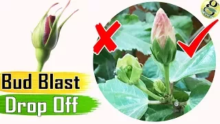 BUD BLAST: Premature Bud Drop off | Blossom Drop - Flower Buds dropping off