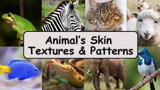 Animal Skin Textures and Patterns | Know about Animals | Educational Videos | Kidskonnect 🌟