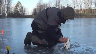 Щука не лезет в лунку! Так вот кто съел всех щук в этом пруду? Рыбалка на жерлицы 2020/2021