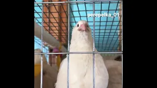 Как поют перепела😻Звуки, пение перепелов🐣