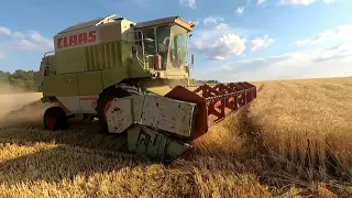 Косим пшеницу / Жнива 2019