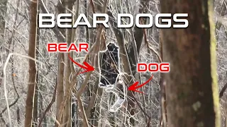 "BEAR DOGS" - Our FIRST EVER Hound Hunting Video (Crazy Footage!)