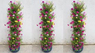 how to plant beautiful ten o'clock flowers, few people know how to grow this