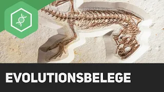 Evolutionsbelege