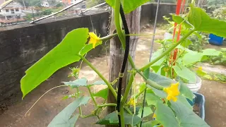 Growing Cucumber From Seed At Home