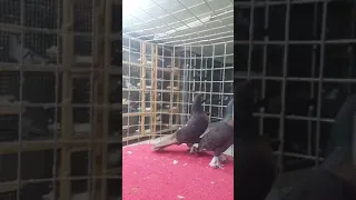 Turkish pigeon  miro جوز شمعيات