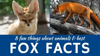 Foxes: 8 Interesting Facts about Wild and Domestic Animals