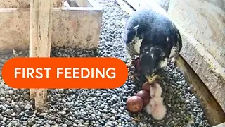 Falcon feeding baby | BGSU Falcon Cam 2024