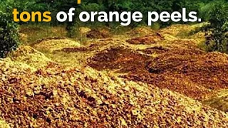Orange peels changes the Costa Rica rainforest