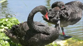 Black swans, Nof HaGalil / Черные лебеди в городском парке / ברבורים שחורים