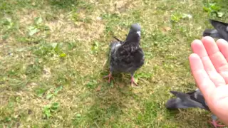 Шок голуби атакуют